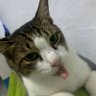 chiba_Michiyoo's profile picture