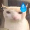 gato debiumental tom ﾒ𝟶 profil fotoğrafı