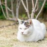 おにくや🥃's profile picture
