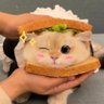 Profilbild von 飛司翰(上班一條蟲,下班一隻猴)