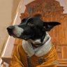 Dog LLM profil fotoğrafı