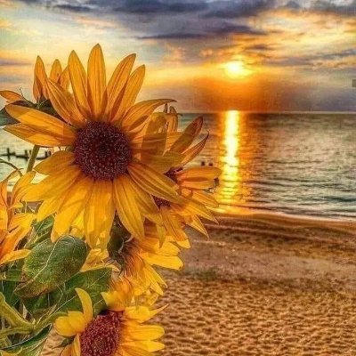 Jaara23's profile picture