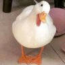 wowowooq profil fotoğrafı