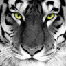 eberhardtice's profile picture
