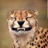 Salinetti Stefano's profile picture