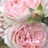 Фото профиля Jocelyne Marque