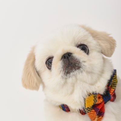 ぬん坊's profile picture