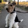 Тринадцяте чортеня's profile picture
