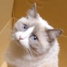 はむはむ 的头像