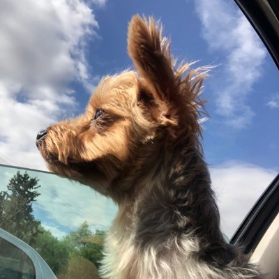 Gustavomecheva's profile picture