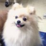 らむちゃん profil fotoğrafı