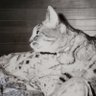 kirie 🎓️ profil fotoğrafı