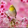Linda S.🌸's profile picture