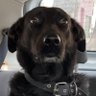 perro's profile picture