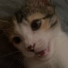 Grub's profile picture