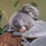 baianou's profile picture