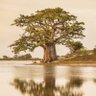 Sénégal rek profil fotoğrafı