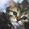 misa22 profil fotoğrafı