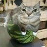 Profilbild von MelonzZz
