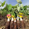 Profilbild von เผือก2โลราคาเท่าไร?