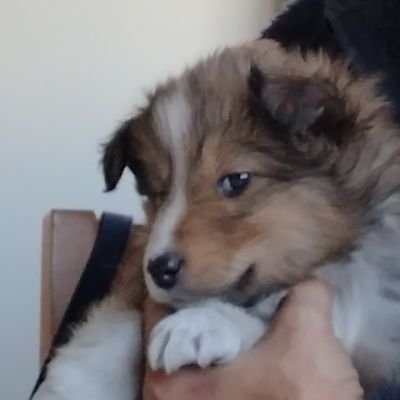 レーニャ2歳シェルティ's profile picture