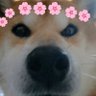 Profilbild von 柴はな