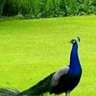 Vashistha's profile picture