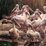 Sabuj Dev profil fotoğrafı
