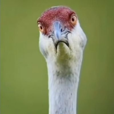 bukan_bradpit's profile picture