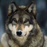 Profilbild von leon6424831ab