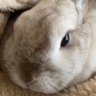 Profilbild von わぁむ
