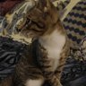 Zatara the Magician profil fotoğrafı