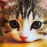 となりのニャンコ's profile picture