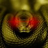 Tread_On_Them_br 🐍 profil fotoğrafı