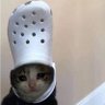 croc cat's profile picture