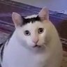 Profilbild von 達観まり男