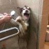 the flash 的头像