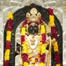 tigers_of_central_india's profile picture