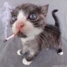 CHOTO NUGGETS Y LA FOBIA AL 9's profile picture