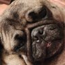 RiskyPugga 的头像