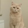 ŞAHİN Karabey profil fotoğrafı