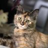 dee_grumpycat❤️'s profile picture