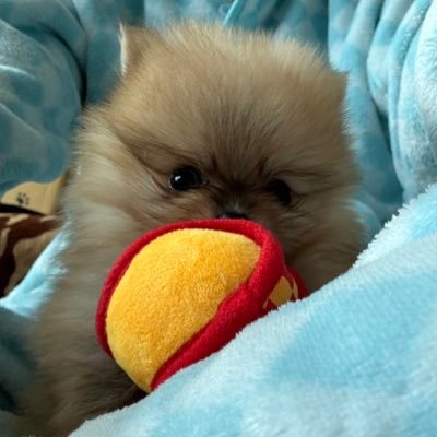 dprobio's profile picture