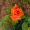 viji1000006131(ModijikaParivar) profil fotoğrafı