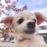 わんちゃん🐾's profile picture