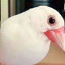 ツバキ profil fotoğrafı