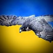 NersFalco's profile picture