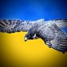Profilbild von Falco Ners