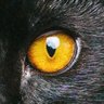 Фото профиля 猫田 耀