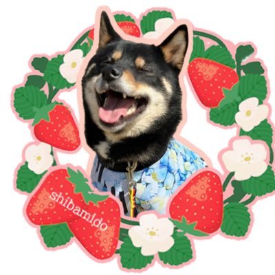 黒柴 銀's profile picture